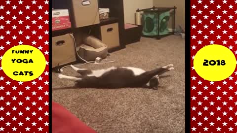 Check out this cats perfect yoga moves. Now this is a fit cats !