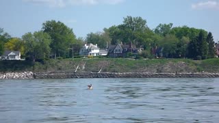 Kayakers Rescue Deer Swimming in a Large Lake