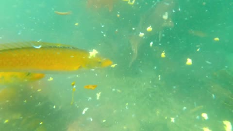 A variety of fish feeding underwater