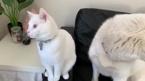 Dog plays with rescued foster kitten during small babysitting duties