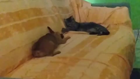 Gato e Cachorro 🐶 amigos para sempre