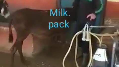 Donkey milk production