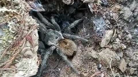 Furry Spider With Scurrying Babies