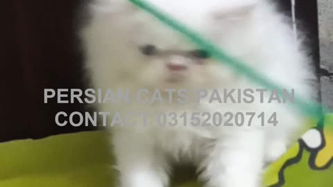 Beautiful Loving Pretty Persian Kitten