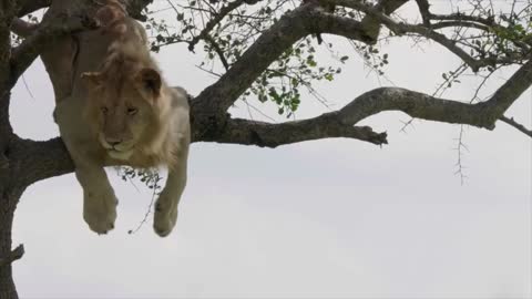 funniest lion climbing tree and trying to get return from there.