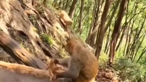 Monkey mom doesn't have the patience to bathe her son