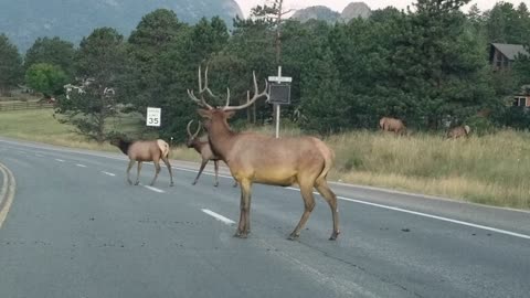 Caution: Elk Crossing