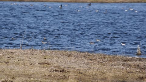 Wilson's Phalarope - 01