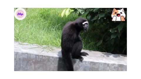 Cute Gibbons Playing & Climbing!