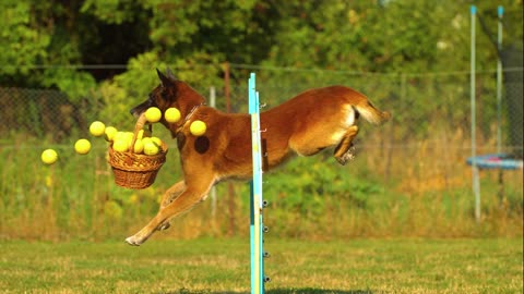 DOG JUMPING OBSTACLES IN FIELD