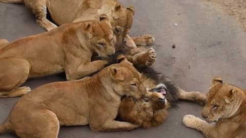 lioness kills the lion