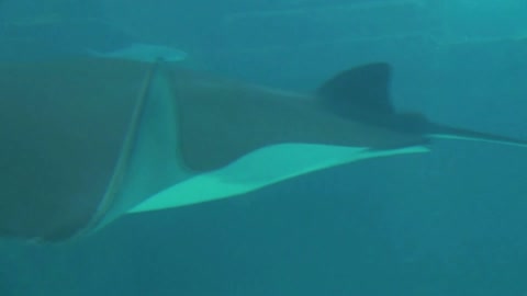 closeup of manta ray gliding past camera in murky water