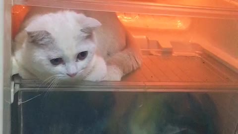 Cat Caught Hiding in Fridge