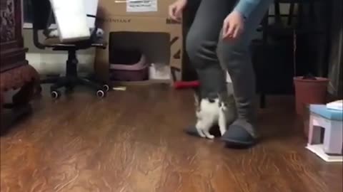 Kitten mimics her human