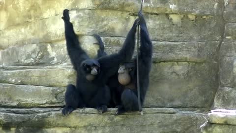 Gibbons Playing and Climbing - Cuteness overload 😍👍😉