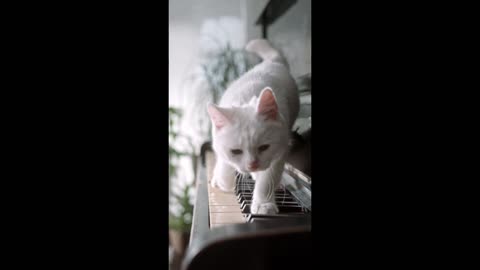 Y 'Does the cat like to play the piano?' Bro