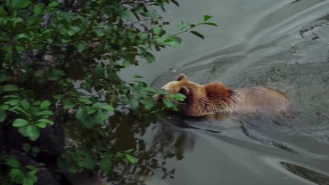 A beautiful bear swimming in river private