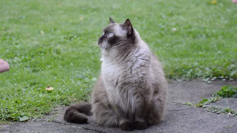 Quiet and happy cat