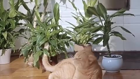 Beautiful video of cat