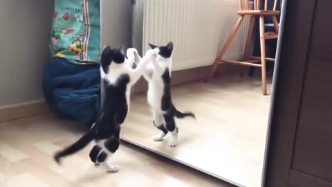 Funny cat mirror