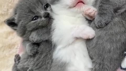 cute kitten's