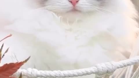 cute cat