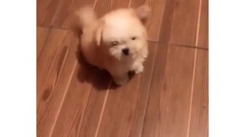 That tail is out of control - Funny Dog