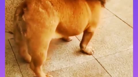 Lion like Dog Funny video