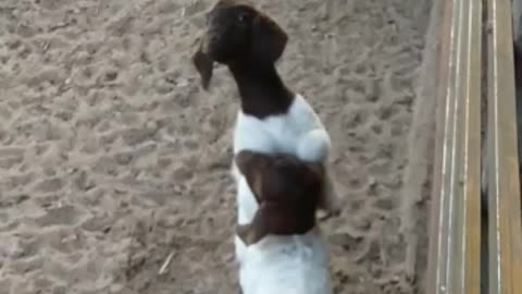 Little baby doing the cat walks for his bottle milk