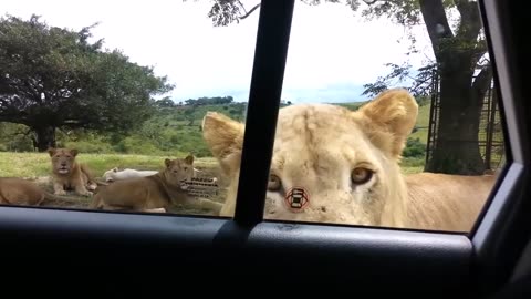 Lion opens door African evangelist tries to spread the word to tourists excuse me sir savior #Jesus