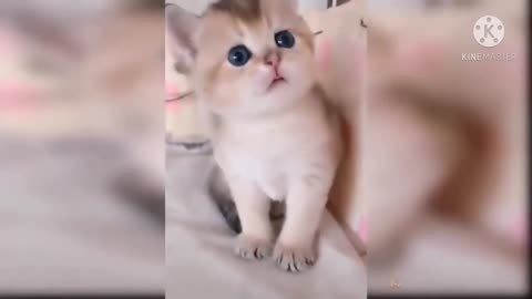 Baby Cats | Funny cats videos | cats and dogs 🙏🐈