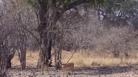 The Eagle Dies While Hunting Octopus In The Ocean