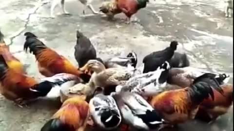 Dog vs Chicken funny fight