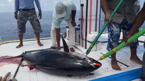 Bodukannali#yellowfin#tuna#minicoy#lakshadweep#island#india