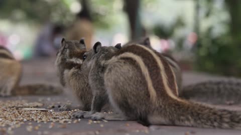 Squirrel Eating Food