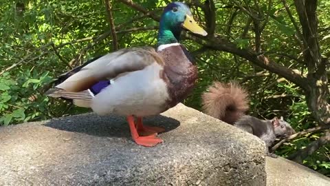 Talkative duck photobombed by squirrel