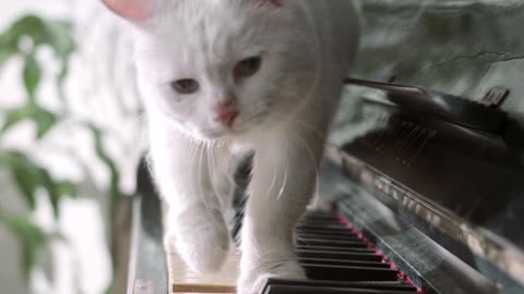 cute cate playing with Piano