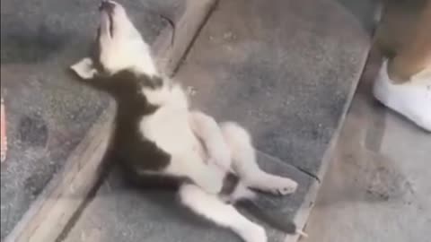 dogs funny video