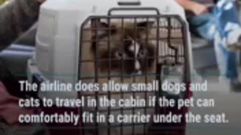 This Airline Is Temporarily Banning Pets in Cargo to Alleviate Flight Delays, Baggage Issues