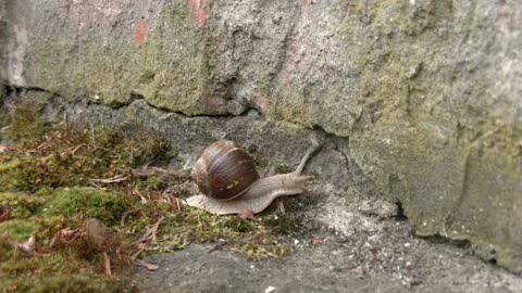 Die Weinbergschnecke – Delikatesse im Eigenheim