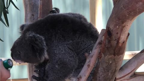 Sanctuary Staff Offers Thirsty Koala Water