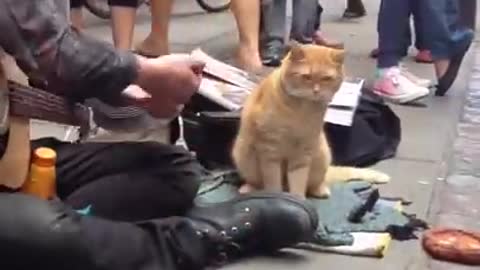 a cute street cat named bob