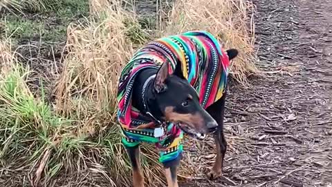 RUNNING AT MARYMOORE DOG PARK 1.2021