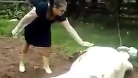 Pawned by cow