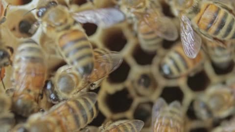 Honey bee making honey with family members