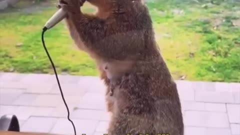 Funny Squirrel Rap