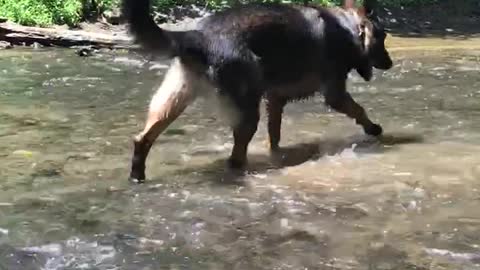 German Shepherd creative way of cooling off