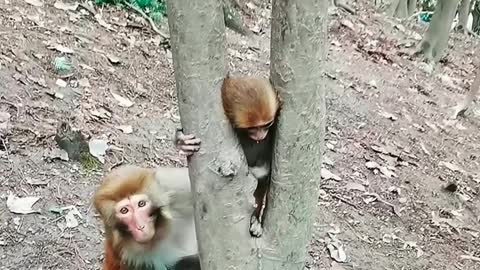 Mother monkey is trying to rescue trapped baby monkey