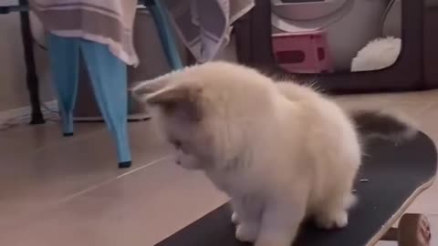 Cute Kitten Loves Skateboarding.