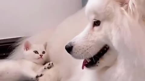 Funny Cat and Dog 😂🤣